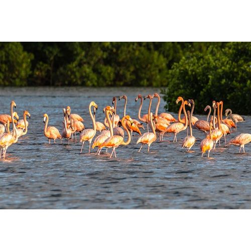Caribbean-Trinidad-Caroni Swamp American greater flamingoes in water